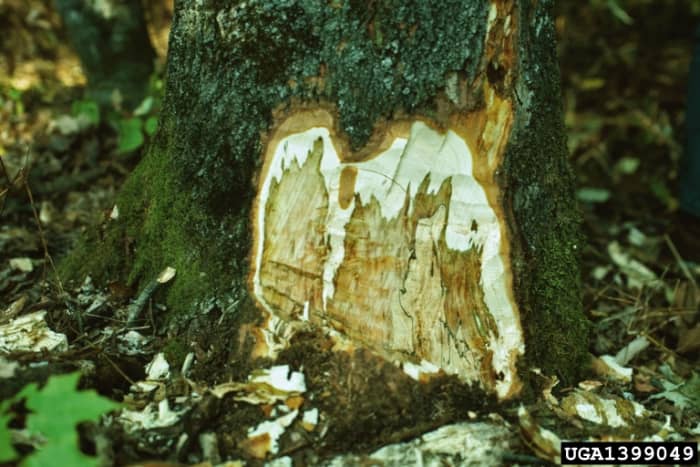 common problems of sugar maple trees in missouri