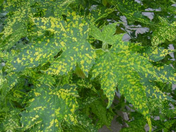 13 Common Maple Tree Problems and Diseases (With Pictures) Dengarden