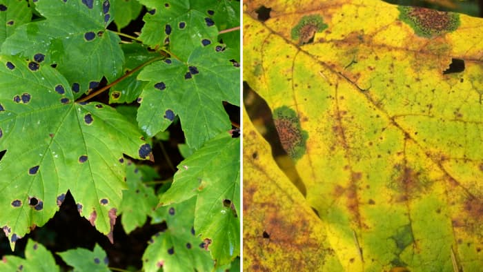 13 Common Maple Tree Problems And Diseases With Pictures Dengarden 13 Common Maple Tree Problems And Diseases With Pictures Dengarden