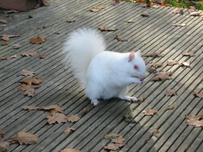 Just to show you that I too have a soft spot for them, I've included a shot of one of our local albino squirrels eating a nut I kindly provided!