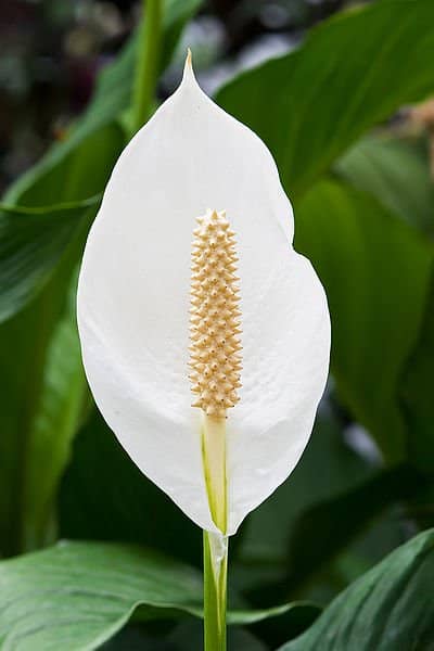 The Peace Lily is beautiful and also takes contaminants like benzene and formaldehyde out of the air.