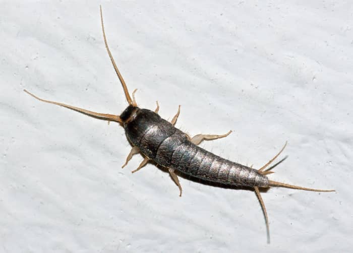 An adult silverfish has a silvery appearance.