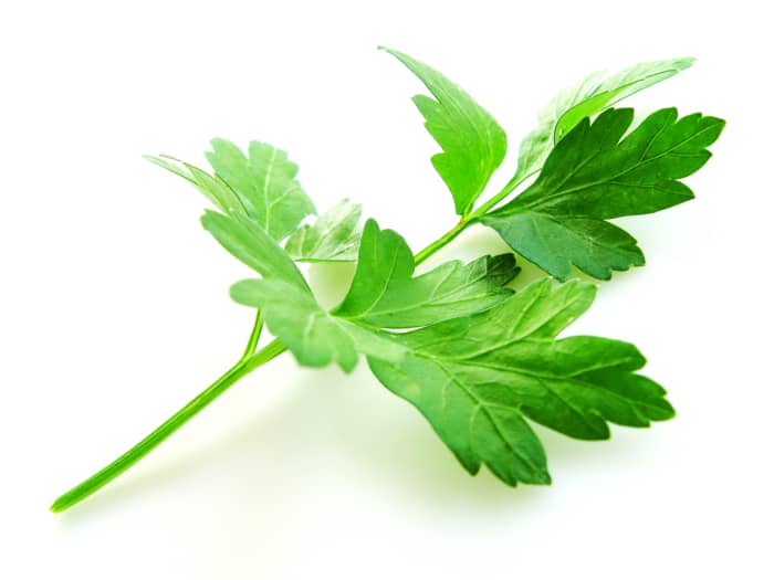 Parsley is a biennial herb that comes in two main varieties. This photo shows the broad leaf or "Italian" type. Parsley also grows in a curly variety, which is not as pungent as the flat.