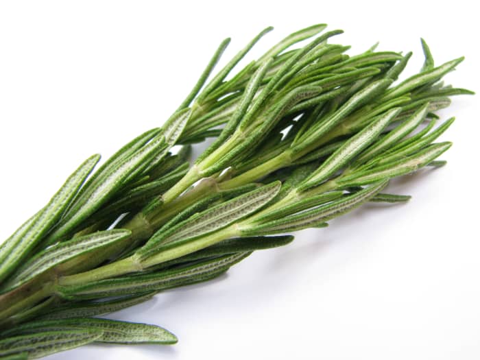 Rosemary is a semi-hardy perennial. It is well worth the trouble to find a suitable spot outdoors or bring a potted plant indoors to reap the culinary and aromatic characteristics of this lovely herb.