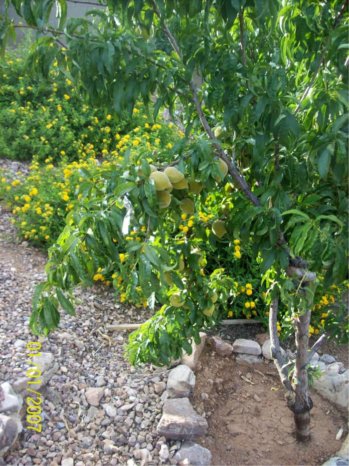 Talk about bountiful and sweet. Peaches in Arizona are ready for harvesting in August. Of course, depending on altitude, you may need to rely on color. I live at almost 3000 feet, and August is the month.