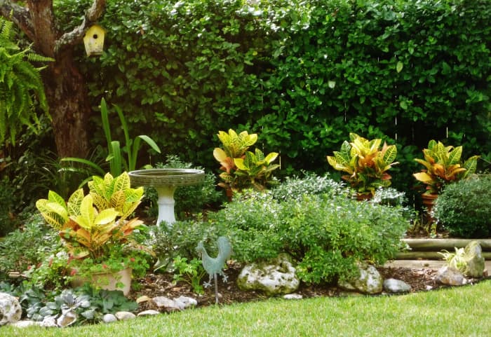 I have moved the potted crotons off of the patio and intermingled them into the backyard landscape this past year. Very versatile when left to grow in pots!