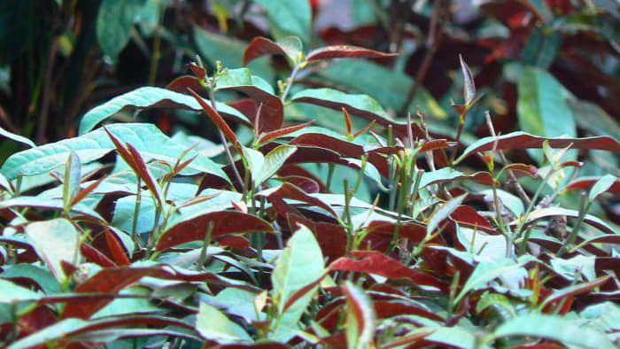 crotons-bright-dazzling-colors-for-the-garden-landscape