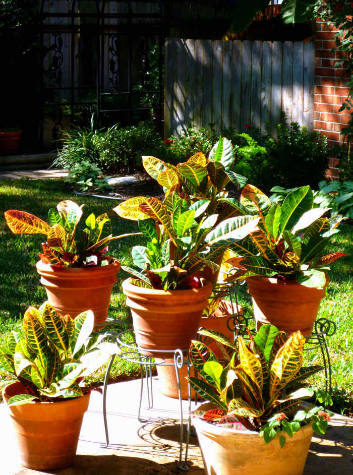 Growing Crotons Indoors and in the Garden Dengarden