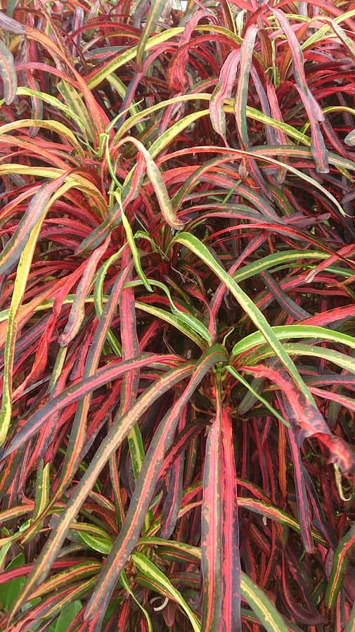 crotons-bright-dazzling-colors-for-the-garden-landscape