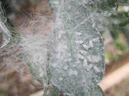 The hairy filaments associated with the giant whitefly are actually a waxy, water resistant protection for eggs and young insects.