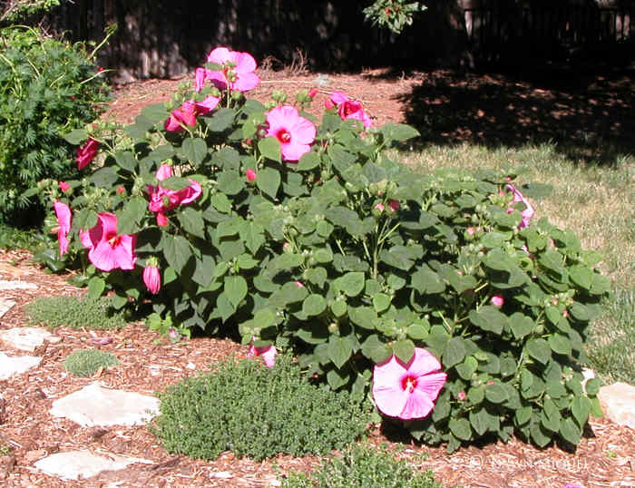This is a hardy Hibiscus moscheutos, a non-tropical relative of the native swamp mallow from the Eastern US. It has the largest blooms which can reach up to a foot across.