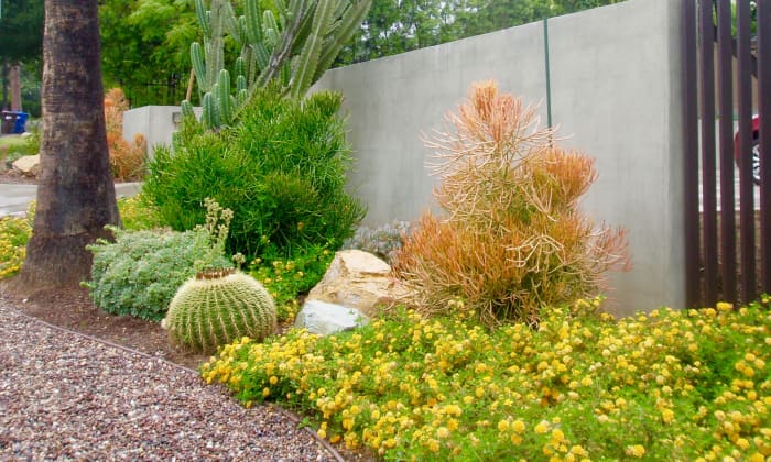 Across the street from this interesting Southern California garden is another one similarly landscaped, but with purple flowers and feathery grasses, interspaced by rocks and small white pebbles.