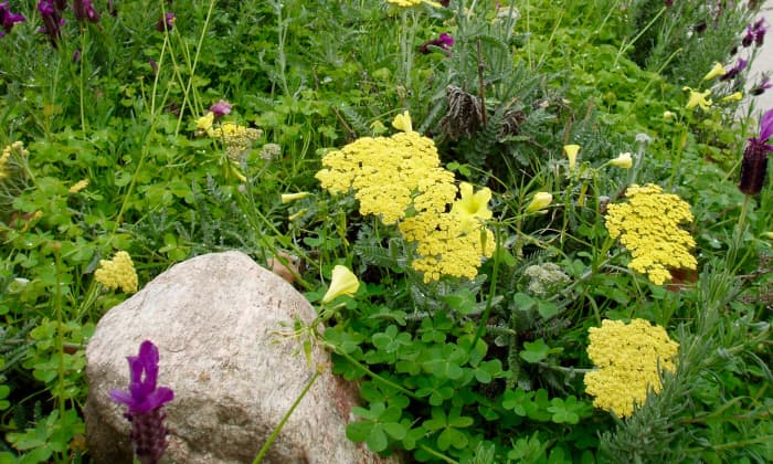 Herb garden theme with yarrow (from California), lavender (Mediterranean), and the accidental invasive weed, Bermuda buttercup (South Africa).