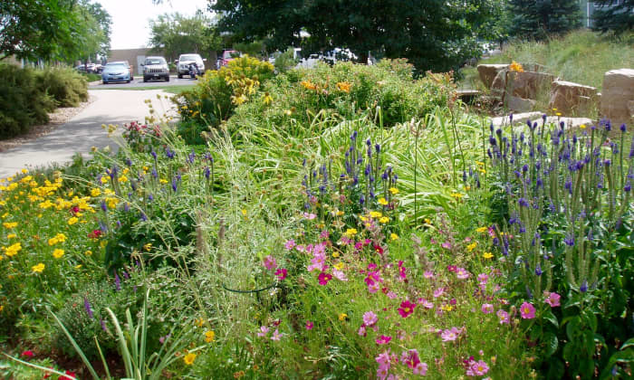 A Colorado wildflower garden, based on the English country garden style. In reality, Colorado wildflowers are spaced much further apart than they are here. Some of these grow in the mountains, some in the fields, but they are all from Colorado.