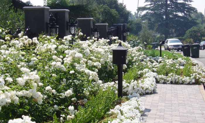 This homeowner has chosen an all-white theme focusing on roses, petunias, and light grey bricks.