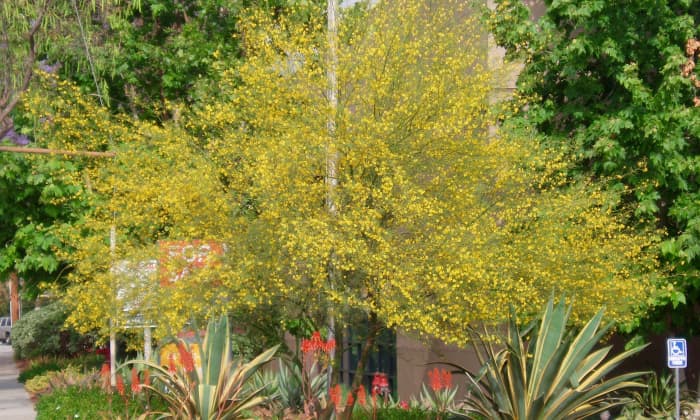 The native desert willow is a summer flowering tree popular in Southern California.
