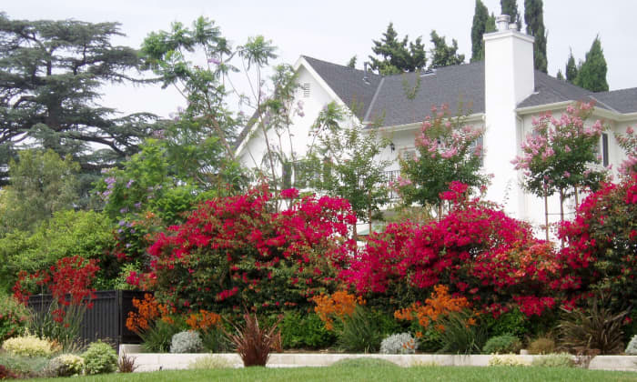Bougainvillea (red) is a huge flowering shrub. In this photo it, combined with tall trees and large lawns, fits the scale of the large houses in this neighborhood.