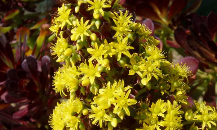 Be sure to include both flower and leaf. This succulent has yellow flowers backed by dark red, fleshy leaves. When it's not flowering, the red leaves are prominent, so that should be your main color consideration.