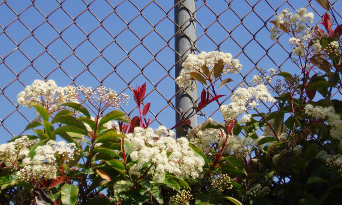 These tiny-flowered umbrels have a fine texture that contrasts with the rough metal fence, softening its harsh effect.