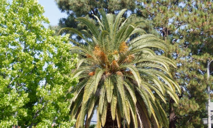 This date palm is a substantially different texture from either of the trees next to it, making each of the three, together, stand out. The rounded shapes create a blend.