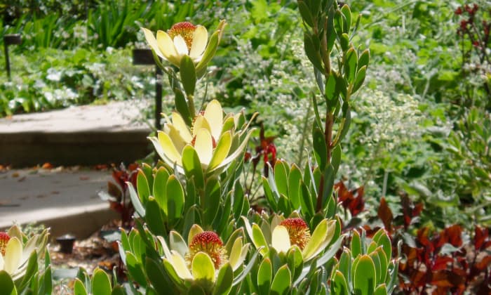 When the sun shines, this Leucadendron becomes the afternoon focal point, as its outer petals grow golden and translucent. Note how its center is enhanced by the red Tradescantia zebrina behind it.