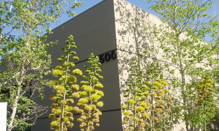 These tall agaves (century plant) and fine-leafed trees both soften and emphasize the upward line of the office building where they're planted.