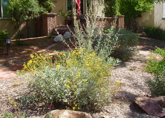 This yard in a small neighborhood looks bigger than it is, because the plants are small and the flower color matches the house.