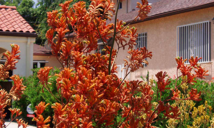 Using two colors of the same plant helps them blend, while placing the brighter color in front helps create space.