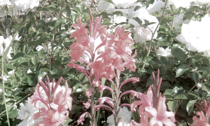 These beautiful, pale colors together look almost mystical, and are a good way to tone down a strong colored house.