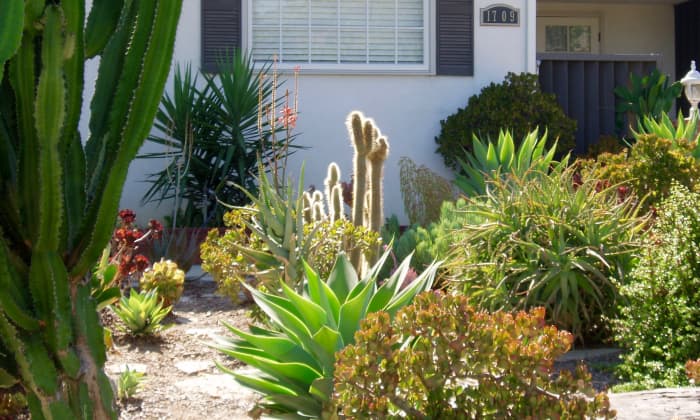 This garden has a variety of textures in smaller plants, placed so the shapes both blend and contrast with something. There are knobby, smooth, pointed, and prickly textures.