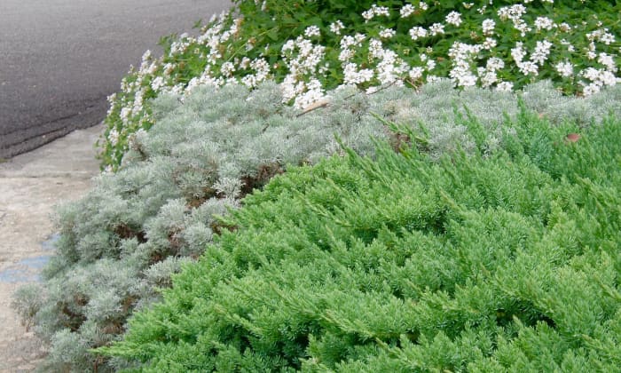 Here's a pleasing combination of different leaf colors. The plants, including the white lantana next to them, blend with each other due to their similar low, rounded shapes.