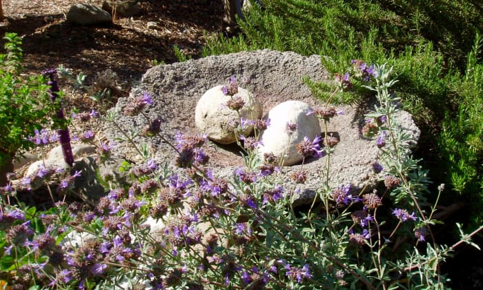 Here's a natural looking birdbath with no water in it. You can tell by the plants around it that this is a location with little rain. Still, the birth bath is shallow and has rocks in the middle for birdies to sit and dip when it is full.
