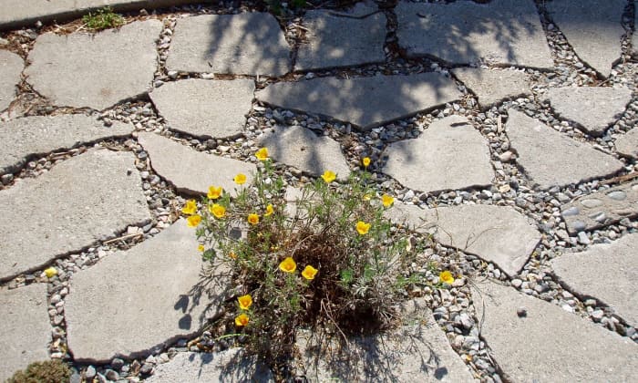 This little drought tolerant plant sits in the middle of rocks and pavers that provide a pathway between beds, while also allowing rainwater to penetrate into the soil.