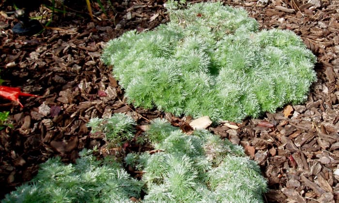 These little guys are surrounded by bark mulch to keep soil moisture from evaporating. Bark mulch is softscape.