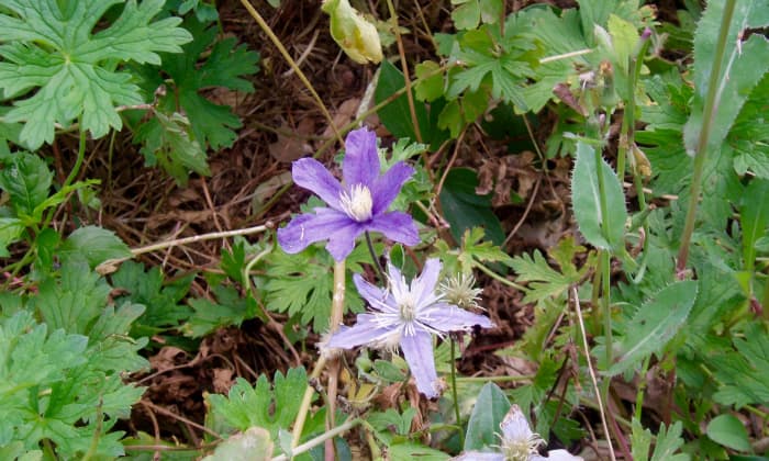 These wildflowers in northern Colorado show that bark mulch would work well in local gardens.