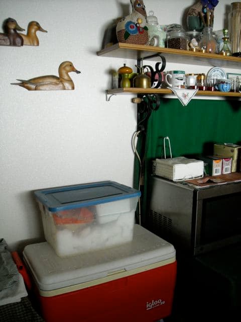 If there is snow outside, take advantage of it to fill coolers and bins to keep food cold.