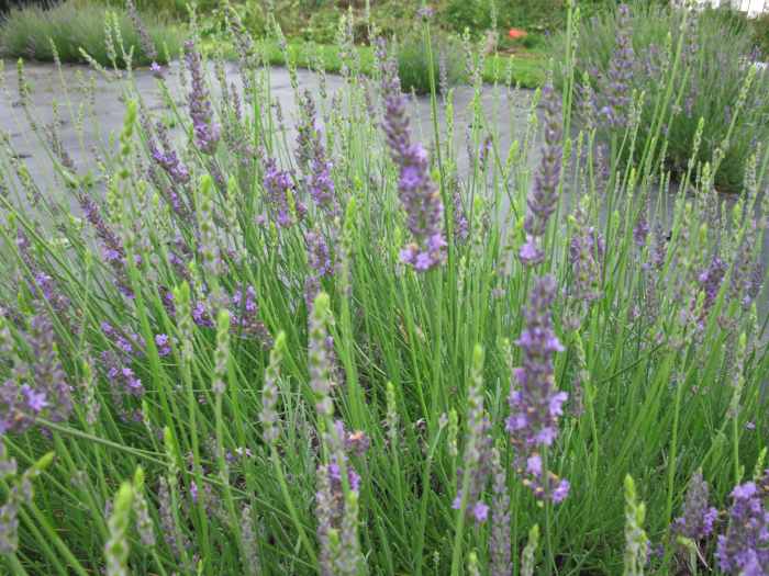 The Best French & English Lavender Varieties to Grow in Zone 5 Dengarden