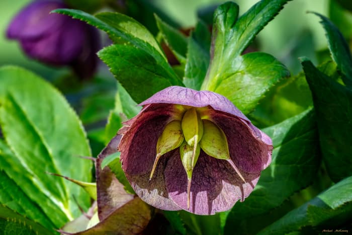 Las rosas de Cuaresma crecen maravillosamente aquí en Albuquerque, Nuevo México.