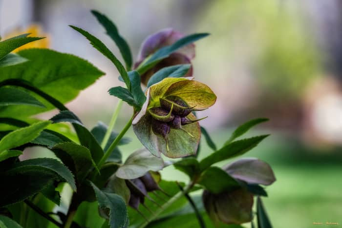 How-to-plant-and-care-for-lenten-Rosen