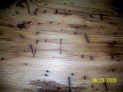 This is a sanded piece of reclaimed American wormy chestnut. You can see it's rich in color.