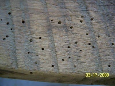 These holes were created by beetles as a source of nutrition. The beetles thrived on the rich wood and multiplied rapidly.