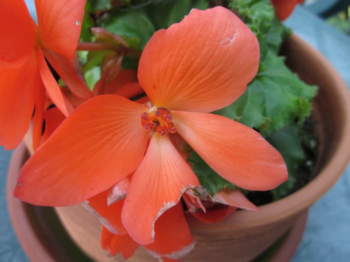 Although the male flowers are often double petaled, the female flowers are only single petaled.