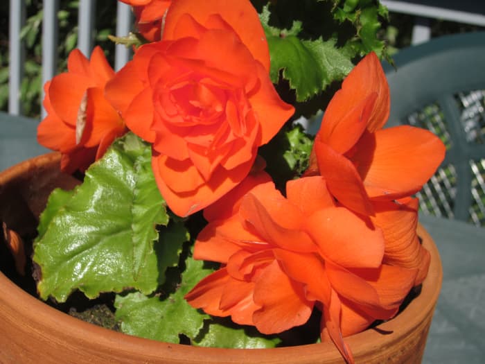 Even if you live in a warmer southern climate, it's still probably best to dig up your begonias to store the tubers over winter.
