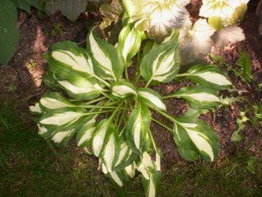 As this hosta shows, the plant comes with a wide variety of leaf size and shape and color variations.