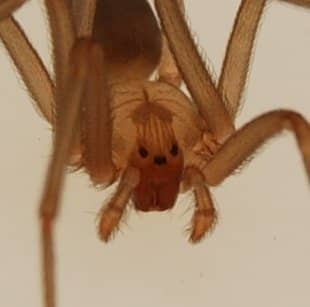 A brown recluse close up. Note that unlike most spiders, the recluse has three pairs of eyes. The spider has a number of nicknames, including: fiddleback spider, brown fiddler, and the violin spider. Small in size, the spider is highly venomous.