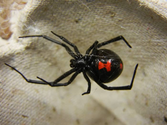A female southern black widow with its distinctive red hourglass marking. Despite their reputation, bites from female widows are rarely fatal. These spiders feed on a variety of insects, as well as woodlice and other spiders.
