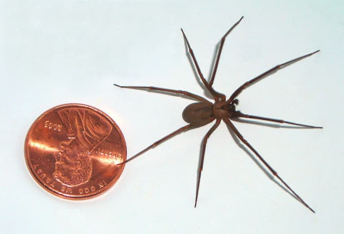 A brown recluse beside an American penny, showing the size of the spider. The brown recluse is small but packs a venomous bite that can land you in hospital. Fortunately, they are not native to Florida and only occasionally found in the state.