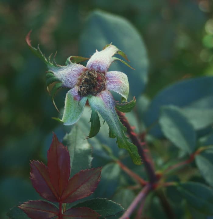 All roses form hips, even this knockout rose, although you wouldn't want to eat them. When you stop deadheading, rosehips form.