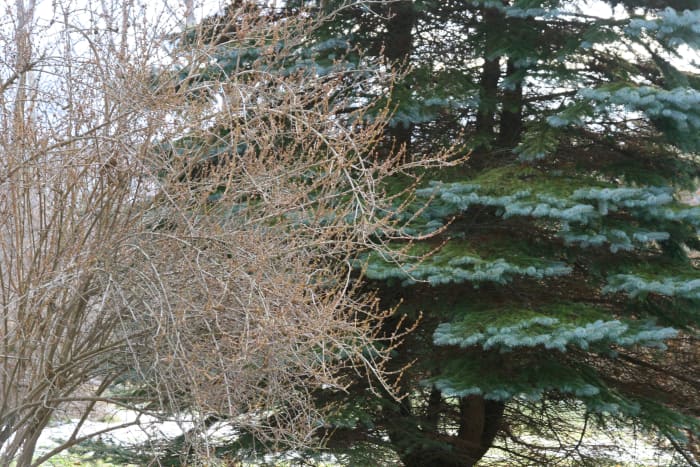 The leafless shrub in front of the pine tree is Forsythia. We noted the location of this shrub in an empty lot when it was blooming in the spring time.