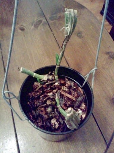 When I received this plant, it had no roots, no leaves, and its pseudobulbs were shrivelled down to near nothing. Still, I stuck it in a pot and hung it in the sun. Two weeks later, it was growing two new leaves.